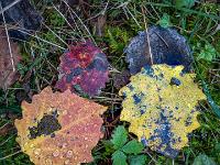 Regentropfen auf farbenfrohen Espenblätter